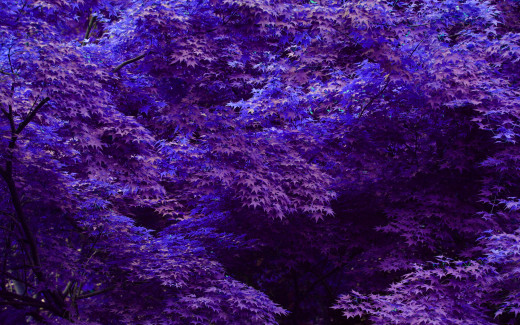 80402 (a): :2560x1600